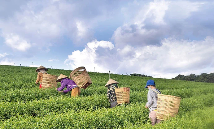 Materiales de hidrocarburos en la agricultura