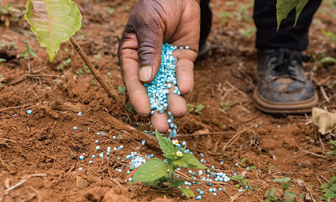 El impacto de las sales inorgánicas en la nutrición de las plantas y la fertilidad del suelo